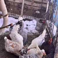 تخم نطفه دارگلین|حیوانات مزرعه|بومهن, |دیوار