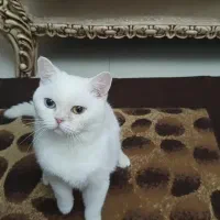 بیریتیش ماده چشم تا به تا