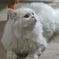 پرشین کلاسیک