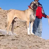 واگذاری سگ|سگ|بستان آباد, |دیوار