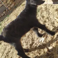 بزغاله نر ، شیرخور ، 12 روزه