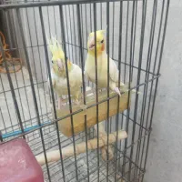 عروس هلندی جفت کار داده