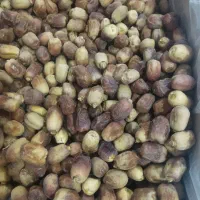 خرمای زاهدی