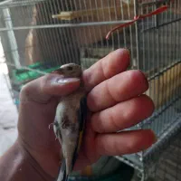 جوجه سهره کورپه