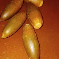 بلوط|حیوانات مزرعه|یاسوج, |دیوار