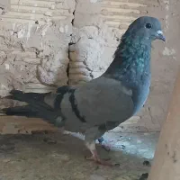 ماده دمگیر فیروزه مور معاوضه|پرنده|اصفهان, همدانیان|دیوار