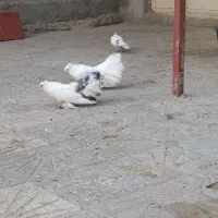 کفتر دم چتری