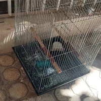 قفس طوطی و مرغ مینا|لوازم جانبی حیوانات|شیراز, محراب|دیوار