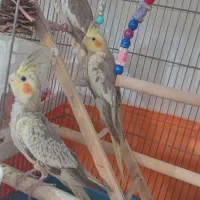 جوجه عروس هلندی|پرنده|فردیس, فرامرزیه|دیوار