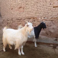 بز. ابستن|حیوانات مزرعه|قم, پردیسان|دیوار