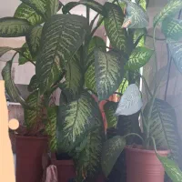 ۳ عدد گل دیفن با هم ۲۰۰۰۰۰۰ تومان|گل و گیاه طبیعی|یاسوج, |دیوار