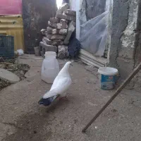 کفتر|پرنده|سردشت, |دیوار