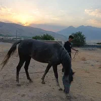 کره اسب مادیان|اسب و تجهیزات اسبسواری|کرمانشاه, |دیوار