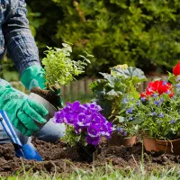 استخدام باغبان