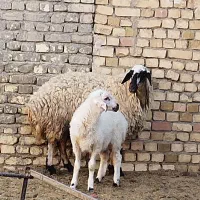 یک راس میش سفید  بره دار آبستن