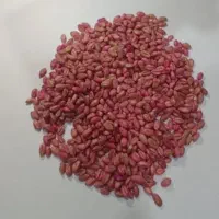 بذر گندم آبی پیشگام