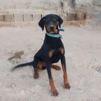 سگ دوبرمن اصل