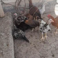 جوجه شوروی