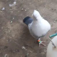 کبوتر