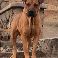 واگذاری پیتبول نر و ماده