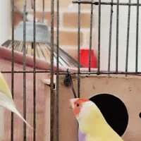 جفت فنچ گلدین|پرنده|باوی, |دیوار