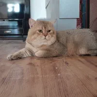 گربه شورت هیر بریتیش کشش جفت وارداتی|گربه|پردیس, فاز ۸|دیوار