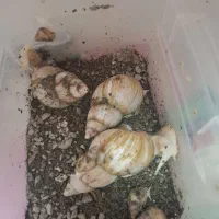 حلزون آلبینو مولد|خزنده|مشهد, سمزقند|دیوار