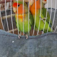 طوطی برزیلی