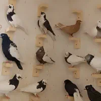 کبوتر بهبهانی طوقی سینه دم سفید دمبی همه رنگ ماده