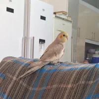 پرنده گمشده|اشیا|اهواز, بیست متری شهرداری|دیوار