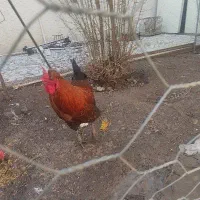 خروس محلی|حیوانات مزرعه|قزوین, |دیوار