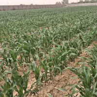 فروش ۵۰۰۰ مترسند تک‌برگ بامجوز گلخانه هیدروپونیک