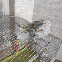 عروس هلندی فوق دستی ماده