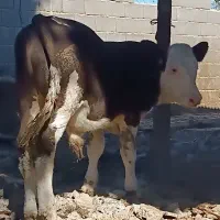 گوساله نر|حیوانات مزرعه|گنبد کاووس, |دیوار