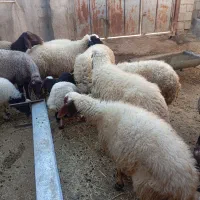 گوسفند و بره|حیوانات مزرعه|ثلاث باباجانی, |دیوار