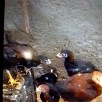 جوجه لاری اصیل