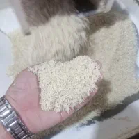 فروش برنج و شالی