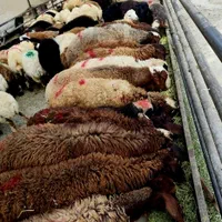 50٪تخفیف فقط تاآخرهفته/گوسفند ضمانتی*زنده/خونی|حیوانات مزرعه|مشهد, عبادی|دیوار