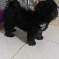 پودل مالتیز