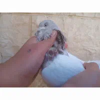 یک عدد کبوتر به فروش میرسد|پرنده|مهدی شهر, |دیوار