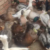 اردک کاکولی سبز و مرواریدی و روسی|حیوانات مزرعه|نقده, |دیوار