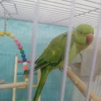 طوطی ملنگو نژاد ایرانی