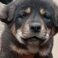 توله عراقی،. پژدر. محمد شهر کرج|سگ|محمدشهر, ولدآباد|دیوار