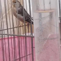 سره قناری نر و ماده