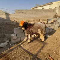 سه تا بر ه تخمی درجه یک|حیوانات مزرعه|مسجد سلیمان, |دیوار