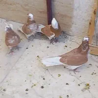 کبوتر شازده چهار جفت فروشی