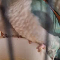 طوطی گیرنچیک