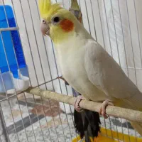 عروس هلندی نر