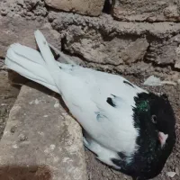 کفتریاکبوتر