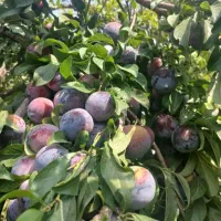 فروش یا معاوضه باغ با خانه